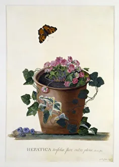 Buttercup Family Plants Stampe: Hepatica