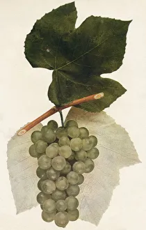 Nature Still Life Photos Stampe: Hidalgo, 1908
