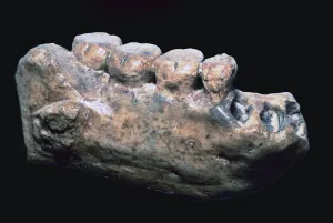 Mandibola e denti delluomo di Giava