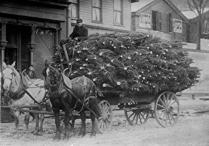 Black And White Christmas Images Stampe: Load of Xmas trees, N.Y. between c1910 and c1915. Creator: Bain News Service