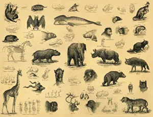 Mammiferi, c1910. Creatore: Sconosciuto.