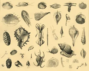 Invertebrate Animals Stampe: Mollusca, c1910. Creator: Unknown