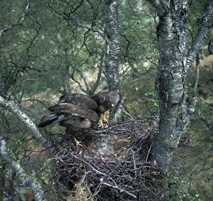 Close Up Bird Pictures Stampe: Pair of buzzards on the nest