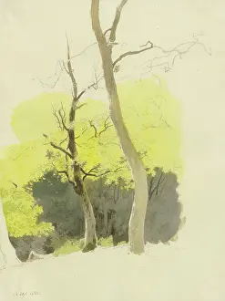 Nineteenth Century Nature Scenes Stampe: Pair of trees, a dense forest in the background, 1858. Creator: Carl Theodor Reiffenstein