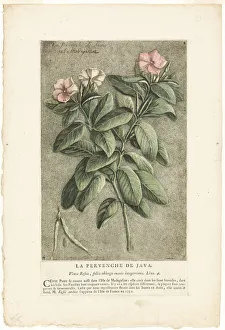 European Flower Illustrations Stampe: The Periwinkle of Java, from Collection of Usual