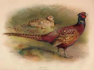 British Game Birds Stampe: Pheasant (Phasianus colchicus), 1900, (1900). Artist: Charles Whymper