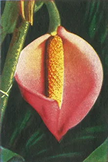 Cigarette Card Album Stampe: Philodendron, c1928. Creator: Unknown