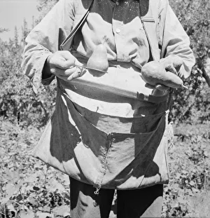 American Farm Life Stampe: Picker demonstrates how pears are ringed