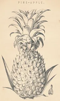 Pineapple Illustration Stampe: Pine-Apple, c19th century