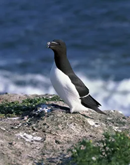 Razorbill Bird Stampe: Razorbill
