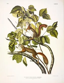 North American Quadrupeds Stampe: Red Squirrel, Sciurus Hudsonius, 1845