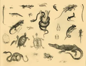 Coccodrilli Stampe: Rettili, c1910. Creatore: Sconosciuto