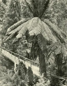 Federated Australia Images Stampe: A Rustic Bridge, 1901. Creator: Unknown