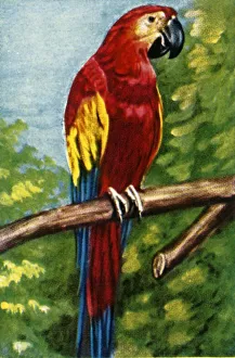Cigarette Card Album Stampe: Scarlet macaw, c1928. Creator: Unknown