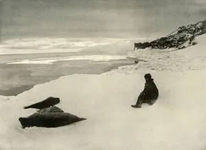 Ernest Shackleton Stampe: Seals at the Ice-Edge, c1908, (1909)