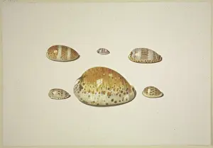 Heritage Art Centre Stampe: Six shells, including a large yellow one, 17th century. Creator: D Hogh