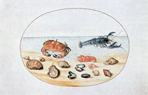 Aquatic Life Art Stampe: Shells and Shellfish, 16th century. Artist: Joris Hoefnagel