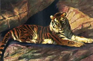 Georg A Jasmatzi Prints Stampe: Siberian tiger, c1928. Creator: Unknown