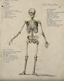 British Heritage Art Stampe: A skeleton, 1880. Creator: Adele Mongredien