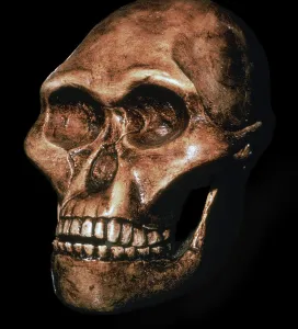 Prehistoric Human Remains Stampe: Skull of Australopithecus Africanus