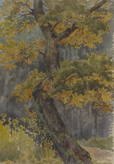 Deciduous Tree Depiction Stampe: Study of a deciduous tree. Motif from St