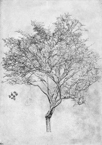 Stampe di Studio di un albero di limone, 1899. Di Lord Leighton PRA, da The life of Lord Leighton. Una stampa da The Magazine of Art, Cassell and Company, Limited, 1899 Frederic Leighton Stampe: Studio di un albero di limone, 1899.