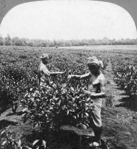 Monochrome Black And White Images Stampe: A tea plantation, Java, Indonesia, 1902. Artist: CH Graves