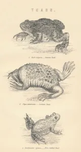 William Mackenzie Prints Stampe: Toads, 1885