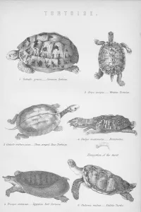 William Mackenzie Prints Stampe: Tortoise, 1885