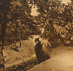 Trench Life In WWI Stampe: Trenches under fir trees, c1914-c1918