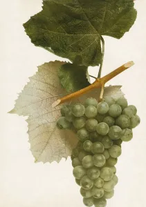 Vintage Fruit Photography Stampe: Triumph, 1908