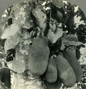 Java Island Scenery Stampe: Tropical Fruit as it Grows on the Island of Java, c1930s. Creator: Unknown