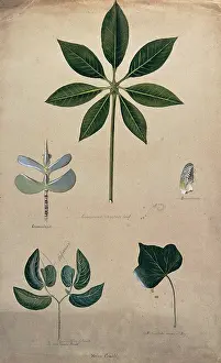Botanical Still Life Stampe: Various leaf forms, including succulent and compound, c1900. Creator: Helen Cowell