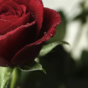 Red Rose Flower Stampe: AB_02. jpg