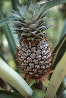 Pineapple Nutrition Facts Stampe: Ananas comosus Pineapple