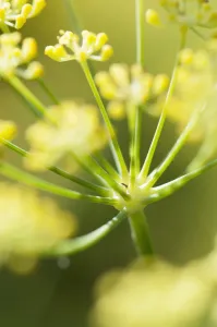Open Air Botanical Garden Photos Stampe: apiaceae