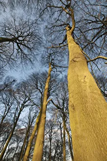 faggio, fagus sylvatica