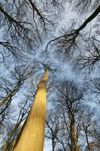 faggio, fagus sylvatica