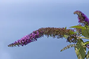 Blue Wild Flower Stampe: Buddleja Davidii