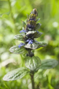 Summer Flowering Plants Europe Stampe: bugle, ajuga reptans