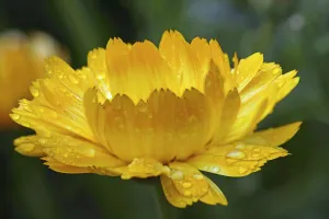 Alternative Medicine Flowers Stampe: Calendula b