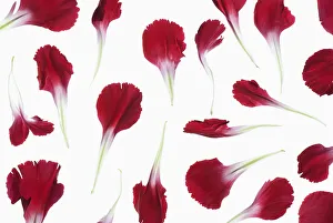 Backlit Flower Photography Stampe: carnation, dianthus