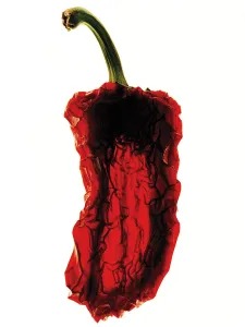 Capsicum Annuum Stampe: Chilli, Capsicum annuum