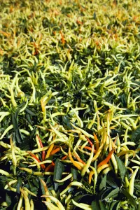 Peperoncino, Capsicum annuum.