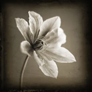 Clematis Flower Stampe: Clematis