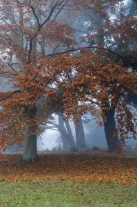 Beech Tree Stampe: common beech