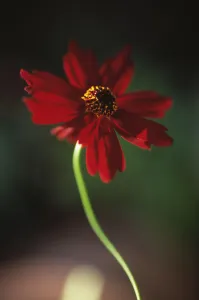 Dark Atmospheric Photography Stampe: Coreopsis Limerock Ruby Coreopsis Red subject
