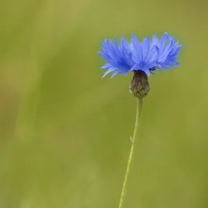 Centaurea Cyanus Images Stampe: Cornflower, Centaurea, Centaurea cyanus