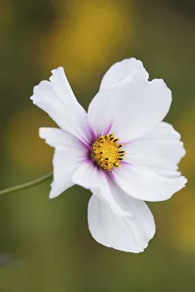 White Blooming Flowers Stampe: Cosmos