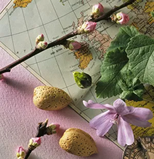 Pink Almond Blossom Stampe: CS_3056